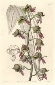 Orchidée Catasetum, fleurs bicolores, originaire de Guyane - du Botanical Register - Sydenham Teast Edwards