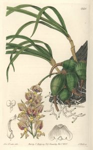 Orchidée Grobya, aux fleurs jaunes et violettes, originaire du Brésil - du Botanical Register - Sydenham Teast Edwards