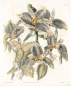 Orchidée : variété de Stanhopea, néotropicale - Planche gravée par S. Watts, d
