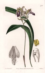 Orchidée : variété de Bletia d