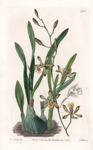 Orchidée : épidendre grêle - Sydenham Teast Edwards