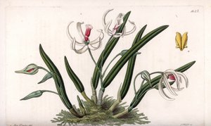 Orchidée : variété miniature de leptotes