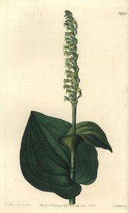 Orchidée - Gennaria diphylla - Sydenham Teast Edwards