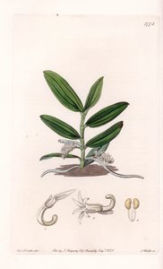 Orchidée : variété de camphylocentrum - du Botanical Register de Sydenham Edwards - Sydenham Teast Edwards