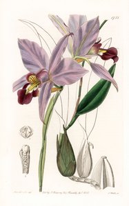 Orchidée : variété de laelia - Gravure par S. Watts d