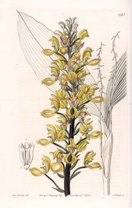 Orchidée : variété de govenia - Planche gravée par S. Watts, d