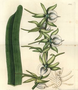 Variété d