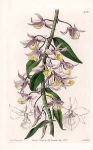 Orchidée : variété de Dendrobium, originaire d