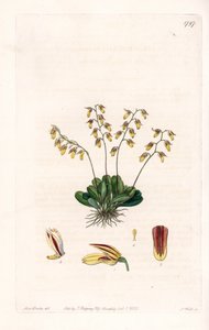 Orchidée : variété d