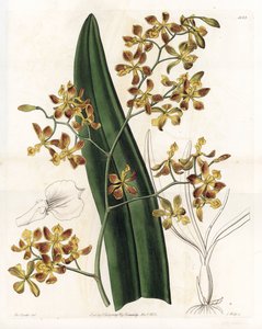 Orchidée : variété d