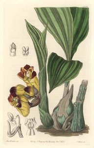 Orchidée Acanthephippium bicolor, originaire du Sri Lanka