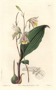 Orchidée, Bletia américaine - du Botanical Register - Sydenham Teast Edwards