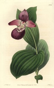 Orchidée sabot de Vénus à grandes fleurs - Cypripedium macranthos - Sydenham Teast Edwards