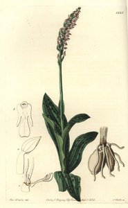 Orchidée neotine - Neotinea maculata - Sydenham Teast Edwards