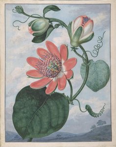 Fleur de la passion, 1799 - Sydenham Teast Edwards