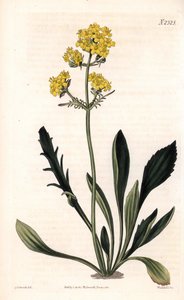 Patrinia sibirica (valériane altaïque, Valeriana ruthenica). Gravure à la main par Weddell d