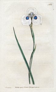Iris paon - Sydenham Teast Edwards