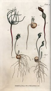 Pois, graine légumineuse ayant différents stades de germination. Gravure sur cuivre coloriée, illustration de Sydenham Edwards (1768-1819) pour les conférences de botanique, jardin botanique de Lambeth (Angleterre) - Sydenham Teast Edwards