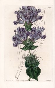 Penstemon variété - Gravure de S. Watts, d