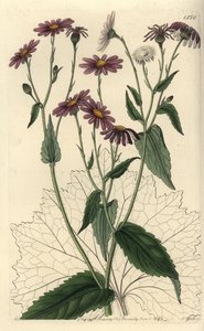 Pericallis tussilaginis (Séneçon à feuilles de tussilage, Senecio tussilaginis). Gravure sur cuivre coloriée à la main par S. Watts d