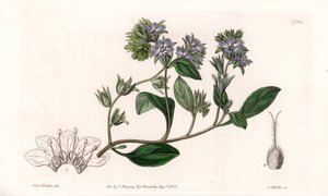 Phacelia, endémique de Californie - Gravé par S. Watts, d