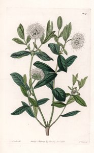 Pimelea Variete - du Botanical Register de Sydenham Edwards - Sydenham Teast Edwards