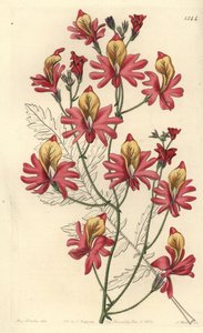 Orchidée du pauvre, Schizanthus grahamii - Sydenham Teast Edwards