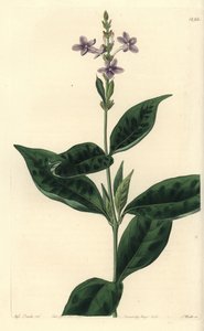 Pseuderanthemum faecundum - Sydenham Teast Edwards