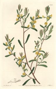 Pultanea flexilis, originaire d