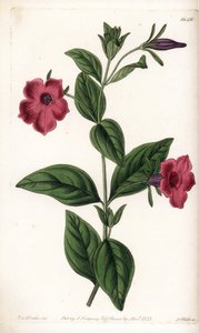 Pétunia à fleurs pourpres - Sydenham Teast Edwards