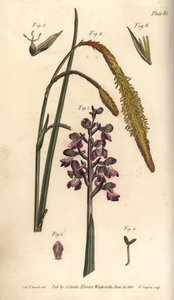 Orchidée pourpre, Orchis mascula, Gynandria - Sydenham Teast Edwards