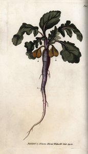 Radis, racine potagère (illustration de Sydenham Edwards)
