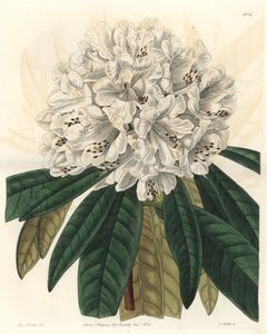 Rhododendron ou azalée à fleurs blanches, originaire du Népal - du Botanical Register