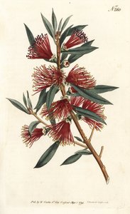 Rince-bouteille cramoisi - Sydenham Teast Edwards