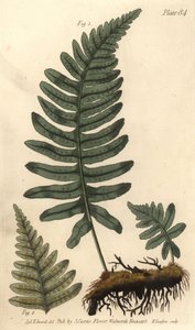 Fougère polypode, Polypodium vulgare, Filices