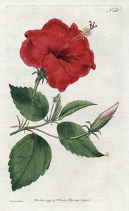 Rose de Chine - Sydenham Teast Edwards