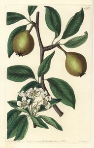 Poire à feuilles de sauge - Pyrus salviifolia - Sydenham Teast Edwards