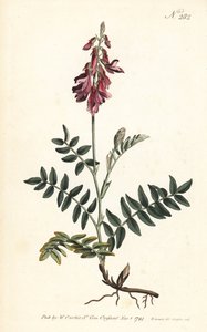 Sainfoin des Alpes