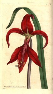 Lys de Saint-Jacques - Sprekelia formosissima. Gravure à la main en couleur et illustration botanique par James Sowerby du Botanical Magazine de William Curtis, Lambeth Marsh, Londres