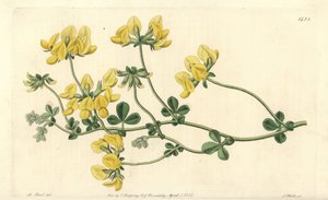Lotus des sables - Sydenham Teast Edwards