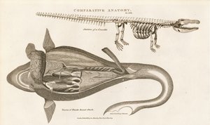 Anatomie du requin et squelette du crocodile - Sydenham Teast Edwards