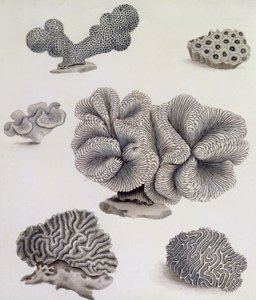 Coquillages et flore marine - Sydenham Teast Edwards