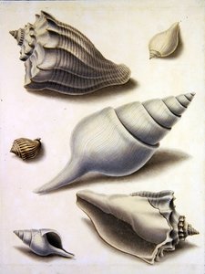 Coquillages et flore marine - Sydenham Teast Edwards