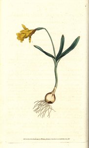Petit narcisse - Narcissus minor - Sydenham Teast Edwards