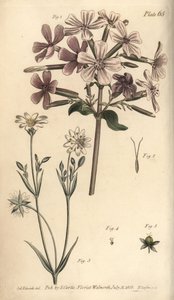 Saponaire - Sydenham Teast Edwards