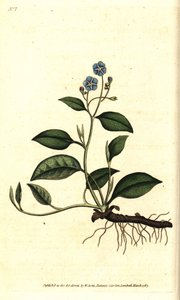 Omphalodes printanière ou petite bourrache - Omphalodes verna - Sydenham Teast Edwards