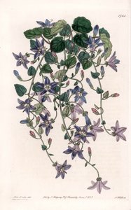 Campanule étoilée - du Botanical Register de Sydenham Edwards