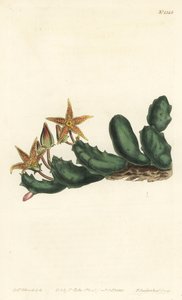 Stisseria geminata (Stapélie à deux fleurs, Stapelia geminata). Gravure à la main en cuivre par F. Sansom Jr. d
