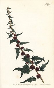 Épinard-fraise en baguette - Sydenham Teast Edwards