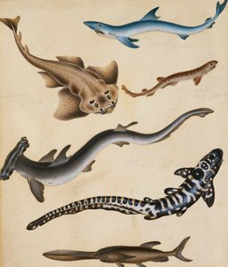 Études de poissons, y compris requin, brochet, carpe et dorade